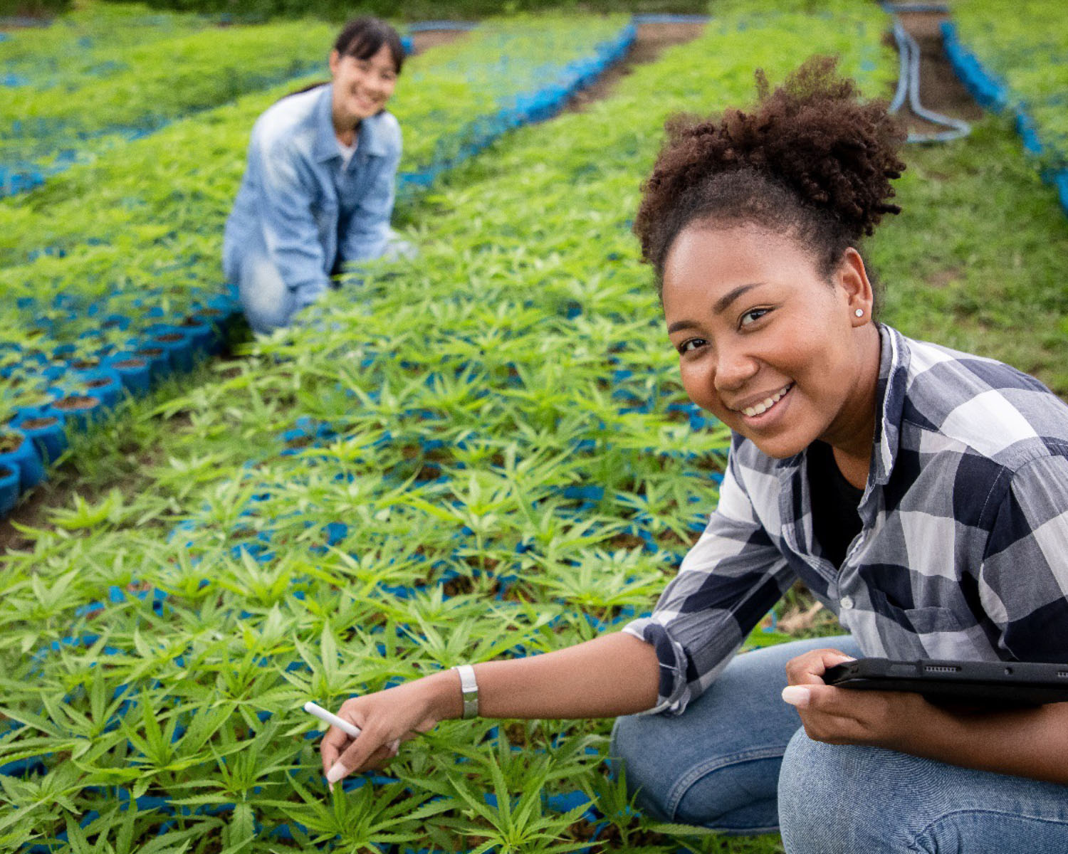 woman working in marijuana farm